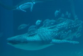 familie reis Japan osaka aquarium iki Travels familie reis Japan osaka aquarium iki Travels