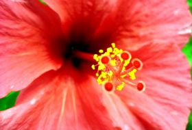 reis Sri Lanka totaal vakantie Sri Lanka iki Travels reis Sri Lanka totaal vakantie Sri Lanka iki Travels