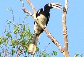 Ba Be meer Vietnam reis jaarvogel