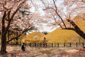 Zuid-Korea Gyeongju Daereungwon cherry blossoms