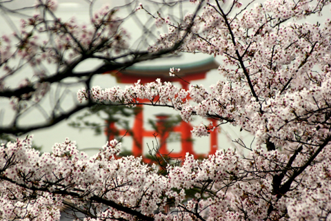 Kumamoto, Mount Aso, Miyajima en Hiroshima in april door Herman