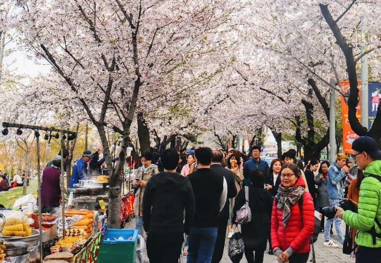 Zuid-Korea Seoul Yeouido cherry blossoms