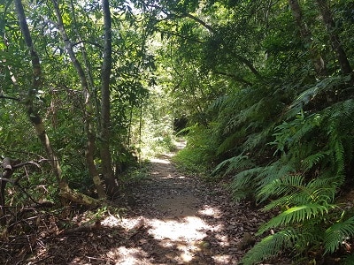 Okinawa Iriomote Jungle
