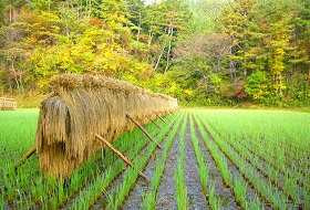 17d Herfst Wandelreis Takayama