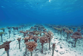 Duiken Okinawa Minna