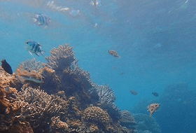 Duiken In Okinawa Koraal