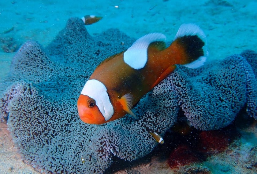 Duiken In Okinawa Excursie