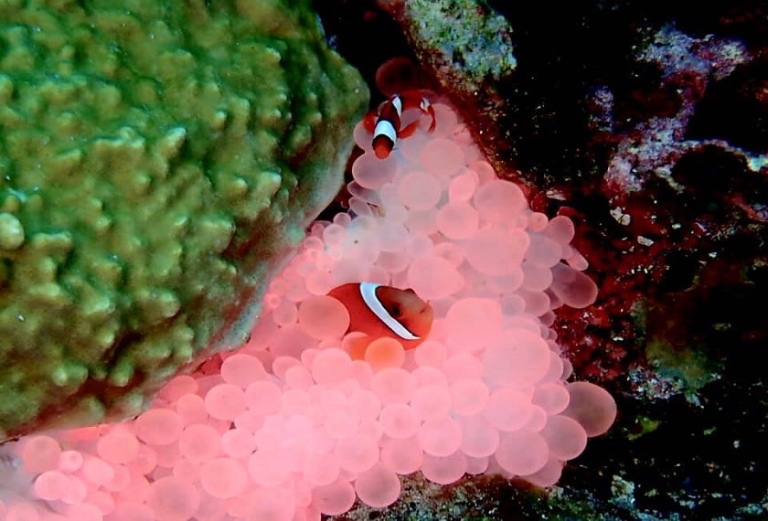 Duikexcursie Okinawa Japan Clownvis