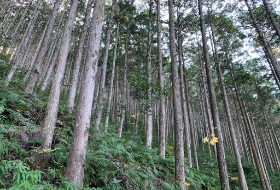 Kumanobos Pelgrimstocht Kumanobos Pelgrimstocht