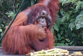 Borneo Sarawak Orang Oetan