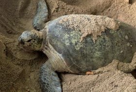 Borneo Selingan Gravende Zeeschildpad Borneo Selingan Gravende Zeeschildpad