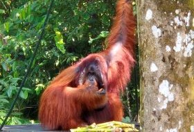 Borneo Sepilok Oerang oetan met voedsel