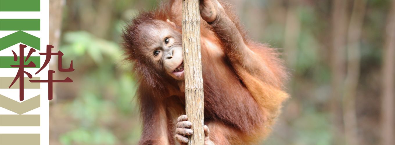 Iki Travels Borneo Orang Oetan Baby Iki Travels Borneo Orang Oetan Baby