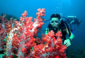 Borneo Koraal Duiken Borneo koraal duiken