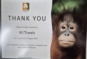 iki Travels Borneo 1ste Orang Oetan Adoptie