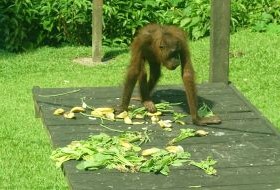 iki Travels Borneo Orang Oetan Baby