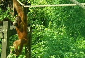 Iki Travels Borneo Orang Oetan Baby