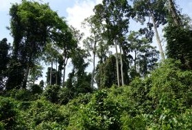 iki Travels Borneo Bomen