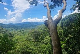 Iki Travels Borneo Bos