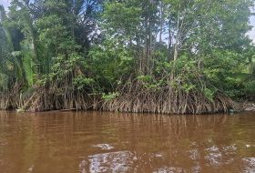 iki Travels Borneo Mangrovebomen